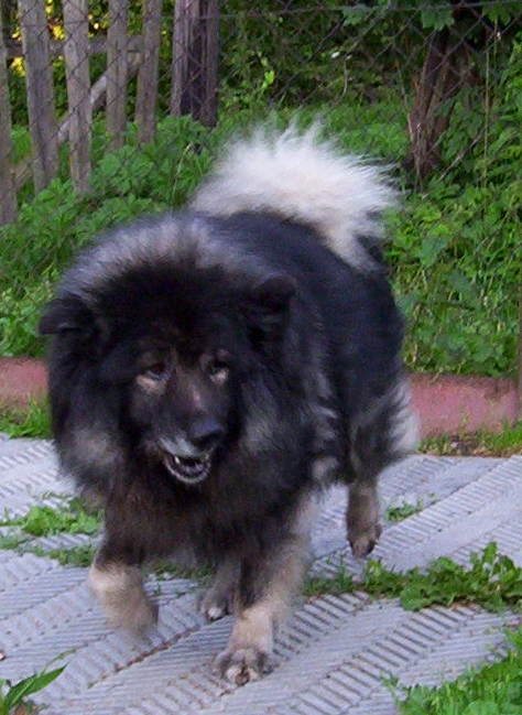 5 Rex