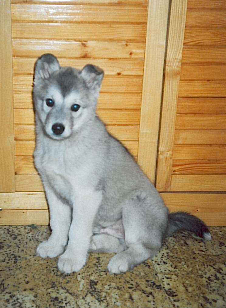 1 - malý Falko